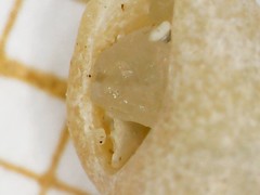 Propebela