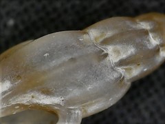 Mangeliidae