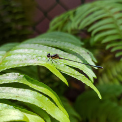 Onychargia atrocyana