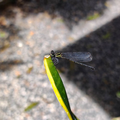 Onychargia atrocyana