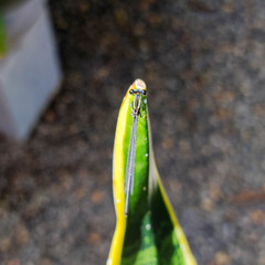 Onychargia atrocyana