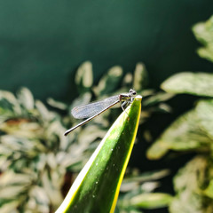 Onychargia atrocyana