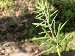 Lespedeza juncea