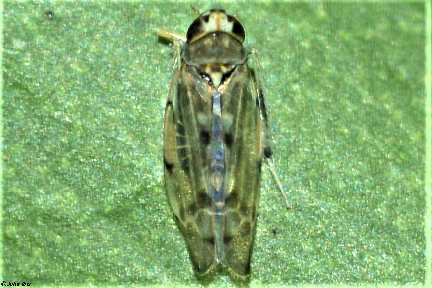 Opamata styczniowa