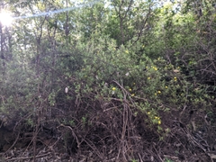 Hibbertia furfuracea