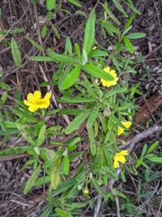 Hibbertia furfuracea