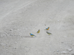 Passerina leclancherii