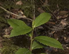 Laureliopsis philippiana