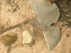 Neocaridina