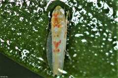 Tautoneura