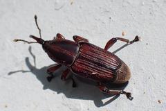 Odoiporus longicollis