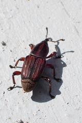 Odoiporus longicollis