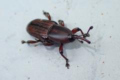 Odoiporus longicollis