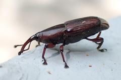 Odoiporus longicollis