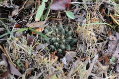 Mammillaria paulii