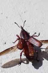 Odoiporus longicollis