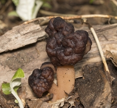 Gyromitra antarctica