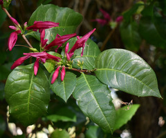 Graptophyllum ilicifolium