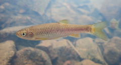 Aphyocypris normalis