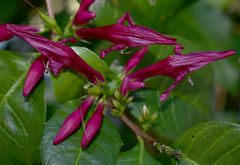 Graptophyllum ilicifolium