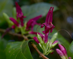 Graptophyllum ilicifolium