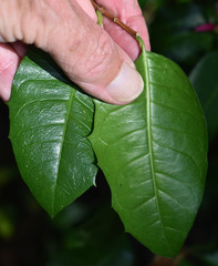 Graptophyllum ilicifolium