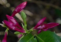 Graptophyllum ilicifolium