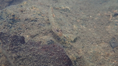 Rhinogobius duospilus