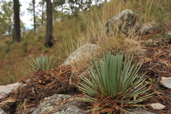 Agave rzedowskiana