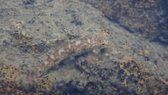 Liniparhomaloptera disparis