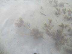 Ranunculus kauffmannii