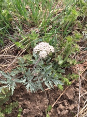 Lomatium orientale
