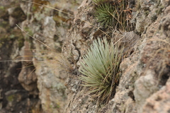 Agave rzedowskiana