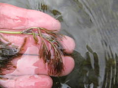 Ranunculus kauffmannii