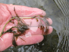 Ranunculus kauffmannii