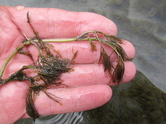Ranunculus kauffmannii