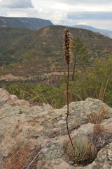 Agave rzedowskiana