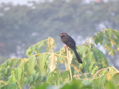 Crotophaga sulcirostris