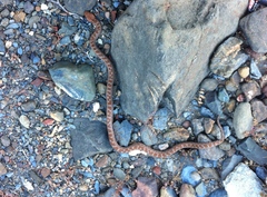 Hypsiglena ochrorhynchus baueri