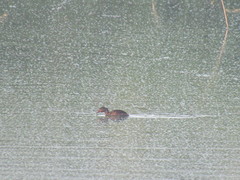 Tachybaptus dominicus