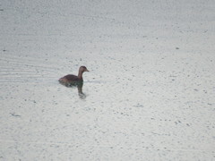 Tachybaptus dominicus