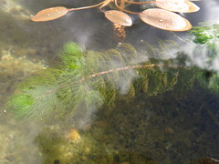 Myriophyllum triphyllum