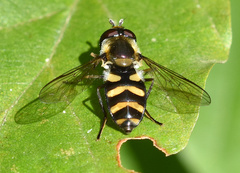 Didea intermedia