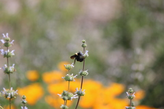 Bombus crotchii