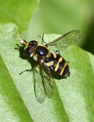 Didea intermedia