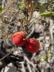 Ibervillea tenuisecta