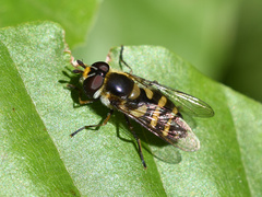 Didea intermedia