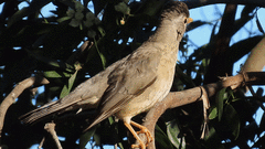 Turdus falcklandii magellanicus