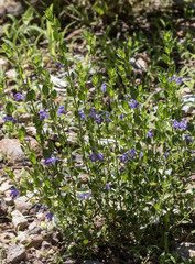 Scutellaria potosina