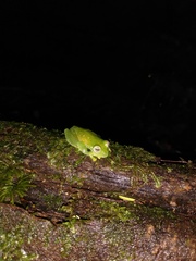 Vitreorana uranoscopa